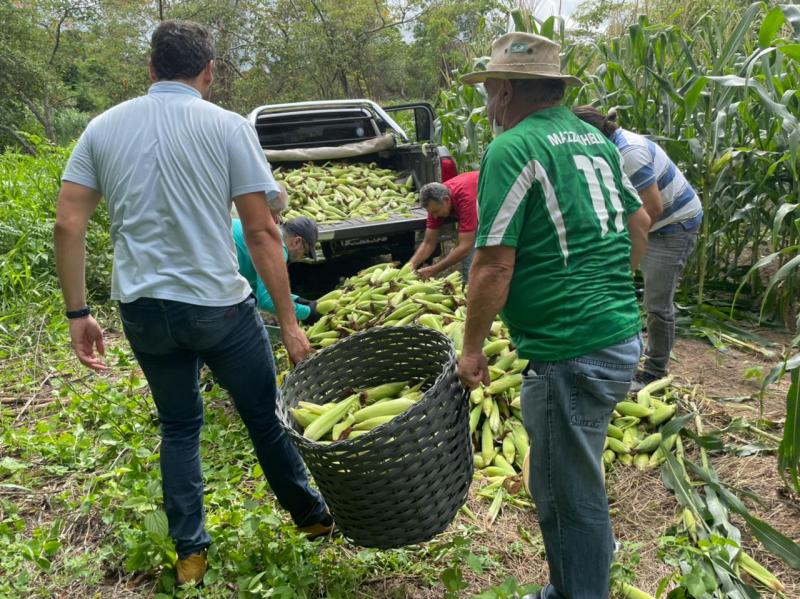 Milhos foram colhidos no sítio da própria Paróquia São José