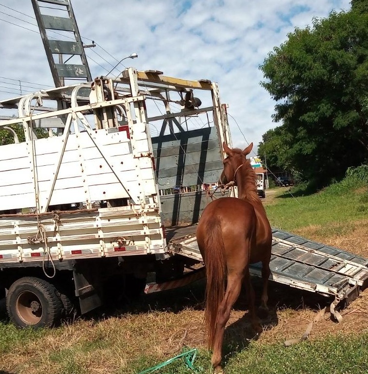 Animais foram levados para o Centro de Controle de Zoonoses