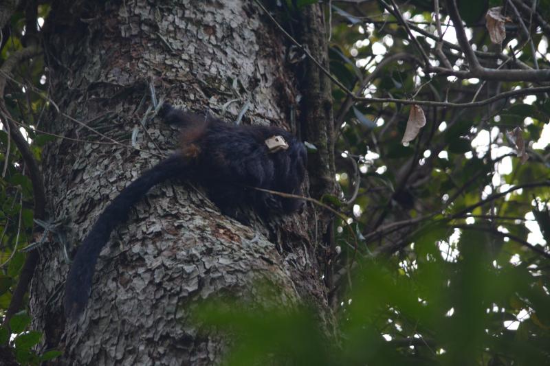 Mochilinha pesa apenas 18 g, cerca de 3% do peso do mico, já que um adulto pesa 600 g, em média