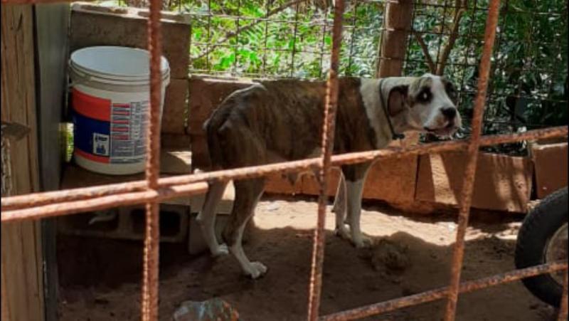 Foram constatados indícios de maus-tratos no pit bull