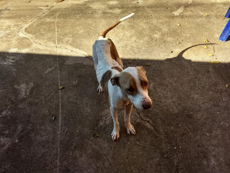 Cachorros foram destinados a uma ONG protetora de animais domésticos