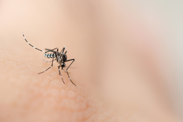 Município também possui dois casos positivos de chikungunya em 2021