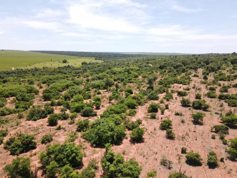 Plantio das árvores nativas estimula a regeneração natural da região