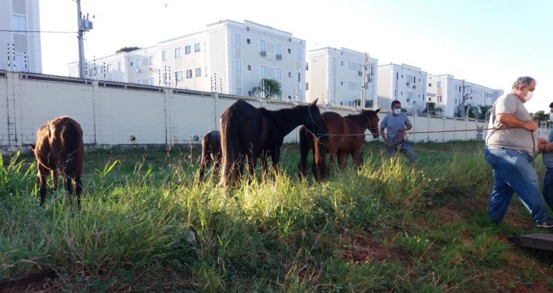 Animais foram levados ao CCZ, onde ficarão por até sete dias