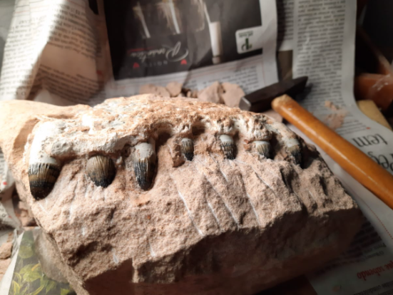 Fósseis foram levados para o Museu de Paleontologia de Uchoa, no interior paulista