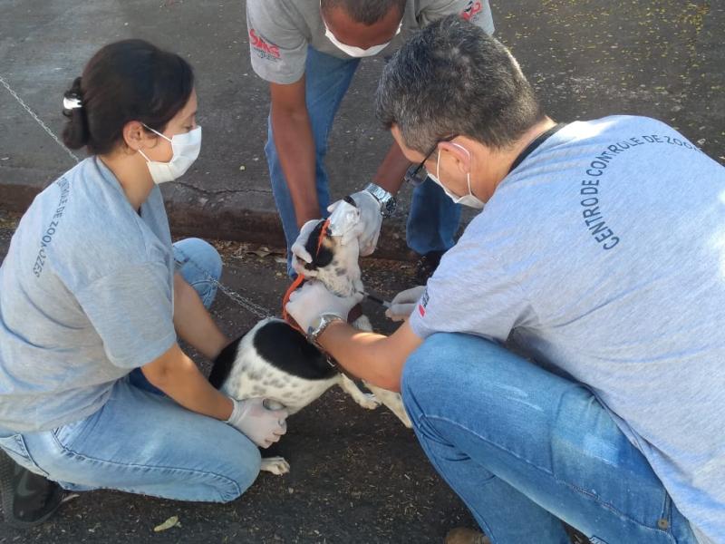 Cães sadios devem realizar exame de leishmaniose a cada seis meses