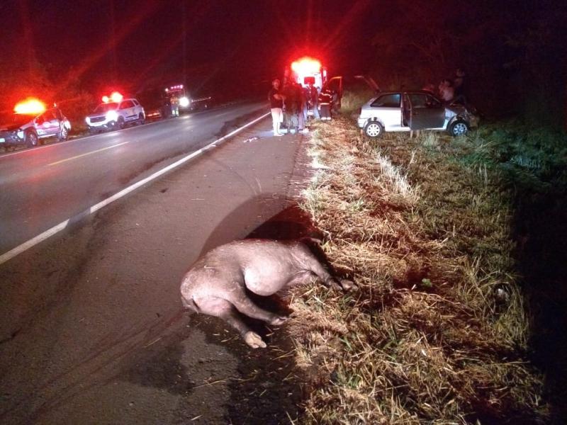 Anta que morreu no acidente era fêmea e pesava cerca de 150 kg 