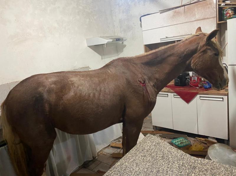 Telhado cedeu e animal caiu dentro da cozinha da família