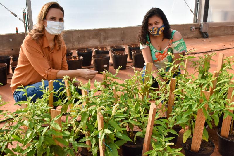 Pesquisadora Ana Cláudia e a orientanda Elisa iniciaram experimento em ambiente controlado em março