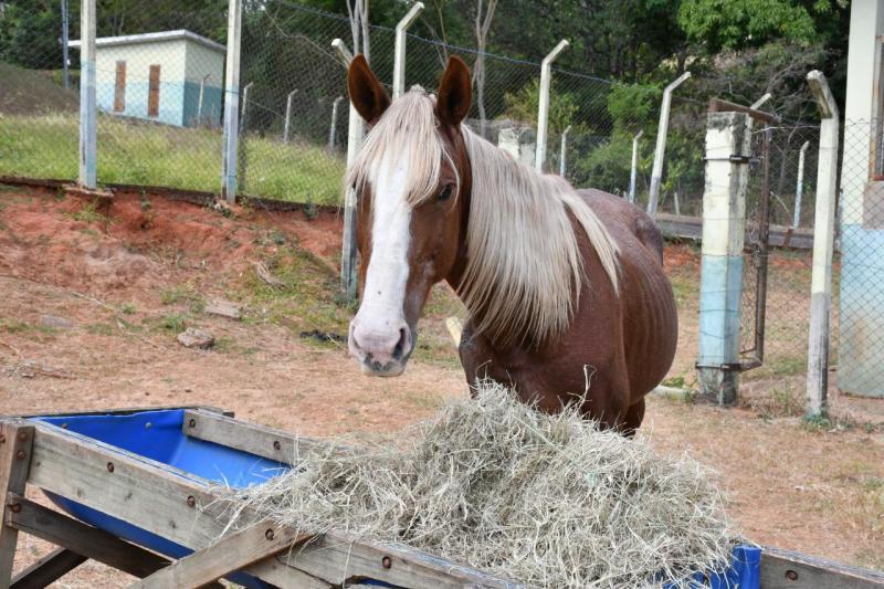 Égua recebia cuidados em uma área do CCZ