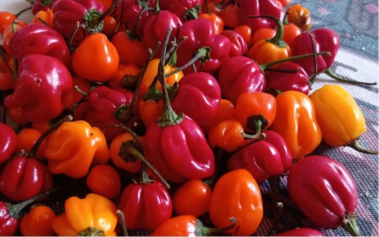 Cultura é ideal para pequenas áreas de cultivo e há possibilidade de ganho em toda a cadeia