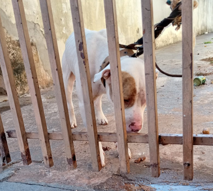 Cachorro da raça pitbull estava amarrado com uma corda curta, o que dificultava a locomoção