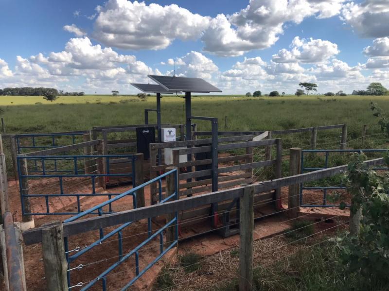 Balança pode ser instalada onde os animais passam diariamente, a fim de captar peso