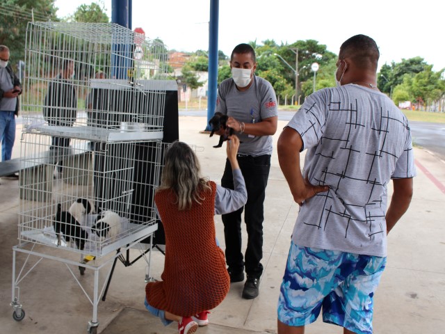 Nesta segunda, feira de adoção de filhotes ocorreu no terminal urbano da zona leste