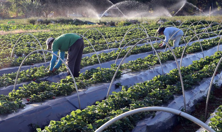 Inscrições para primeira turma do "Sebrae Aprimora Agronegócio" vão até sábado