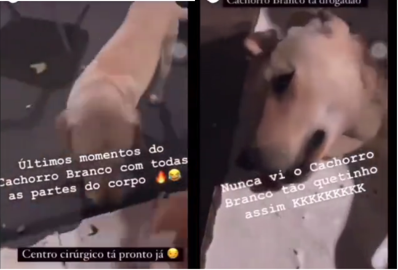 Quando se tratar de cão ou gato, a pena para as condutas será de reclusão, de dois a cinco anos, multa e proibição da guarda