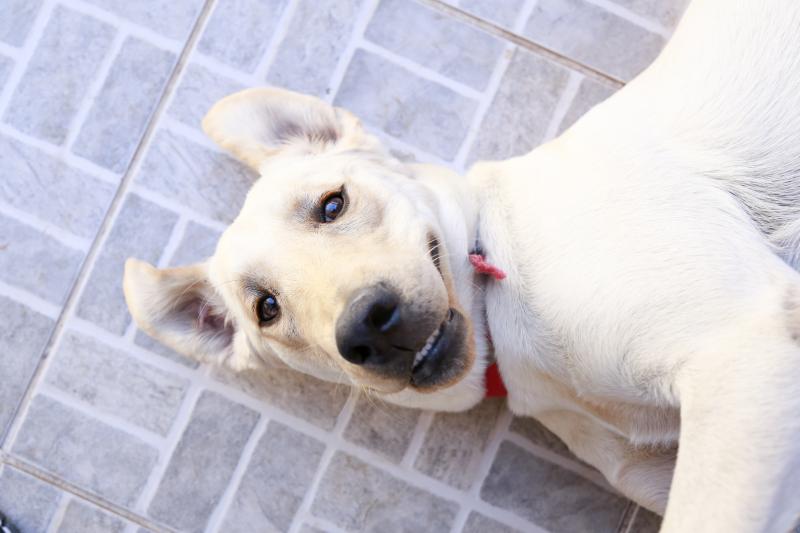 História do cachorro sensibilizou a todos