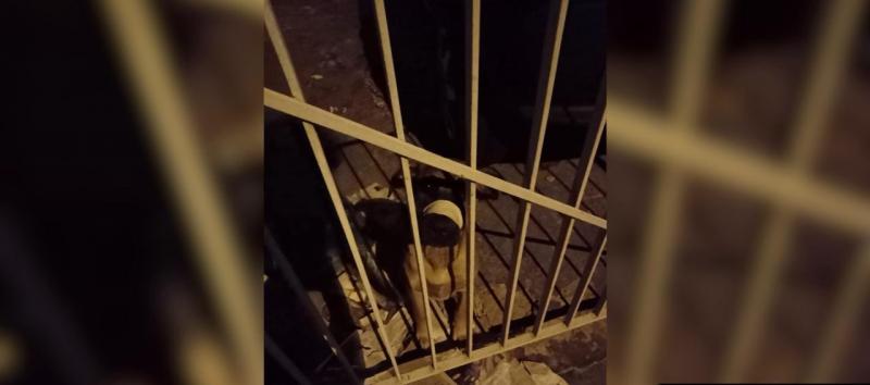  Cachorro estava com o focinho amarrado por uma fita adesiva