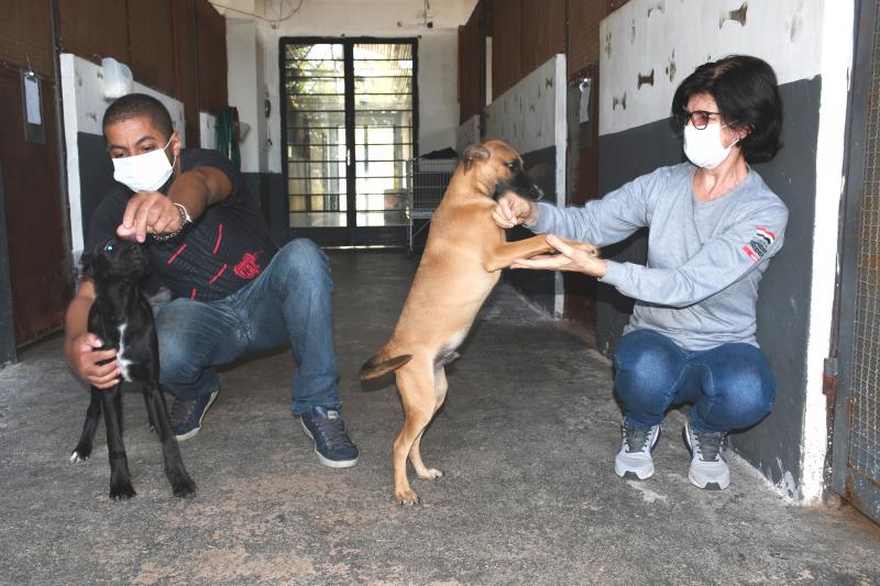 Cães estão recebendo cuidados da equipe do CCZ de Prudente