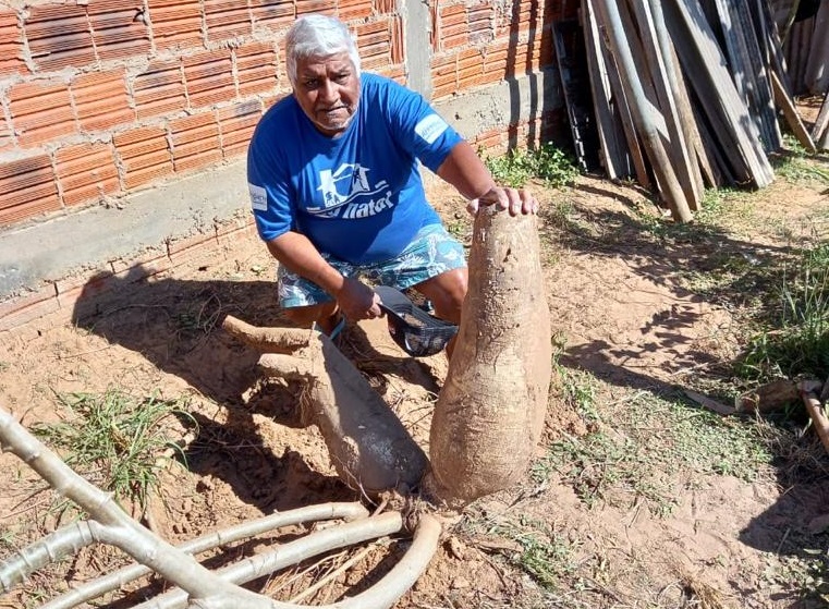 Aposentado ainda guardou as ramas para replantar a mandioca