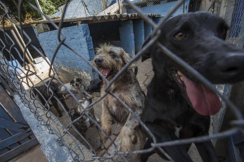 Lei reforça proteção a animais vítimas de violência