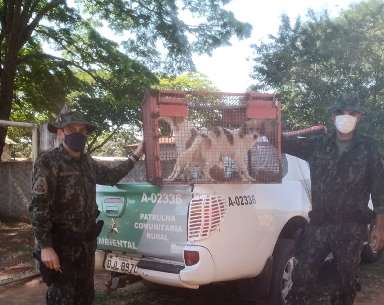 Além de abandonados, animais também estavam desnutridos