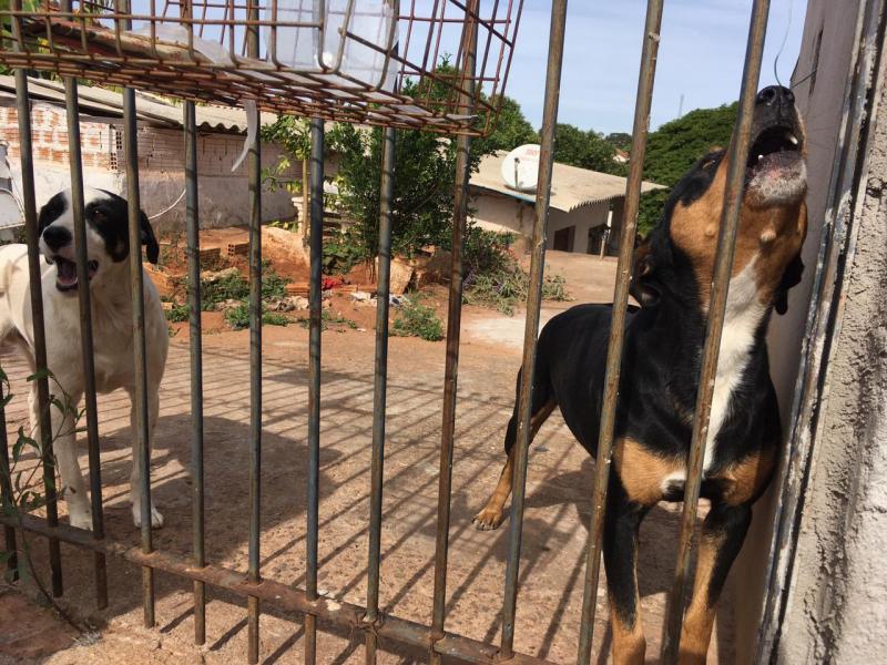 Animais estavam sendo alimentados pela vizinhança, que se comoveu com a situação