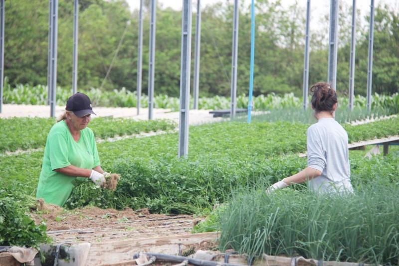  Existem 98 assentamentos estaduais na região do Pontal do Paranapanema. São, ao todo, 4.913 famílias (20 mil pessoas) em 13 municípios