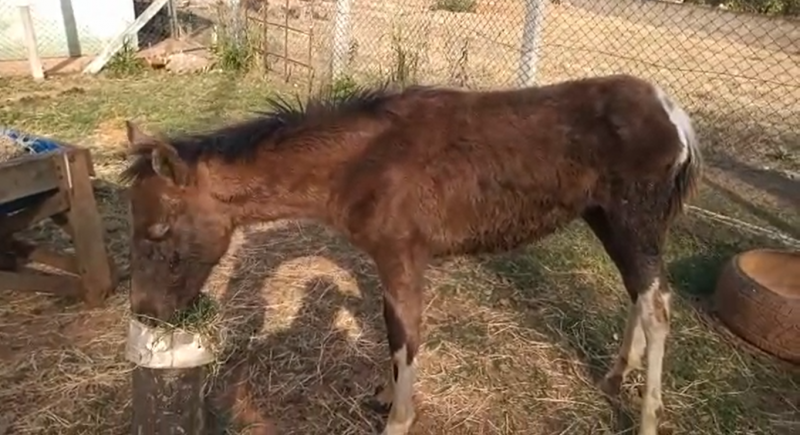 Animal já conseguiu se erguer sobre as patas