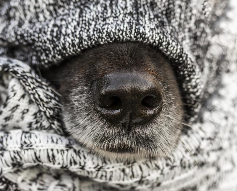 Cobertores são destinados às pessoas que abrigam cães e gatos e também para proteção aos animais de rua em Prudente