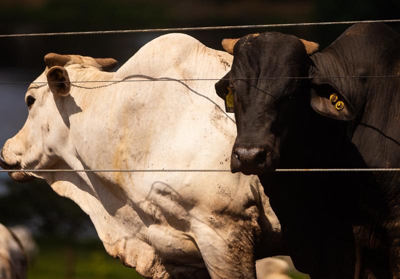 Do rebanho total do Estado de 10.794.251 de bovídeos envolvidos na etapa, 10.759.617 foram declarados vacinados