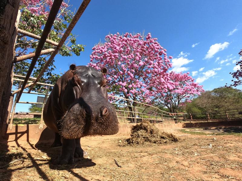 Hipopótamo Toicinho é um dos animais que vivem no zoológico