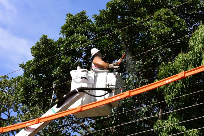 Podas de vegetação próxima à rede elétrica devem ser feitas por equipe especializada