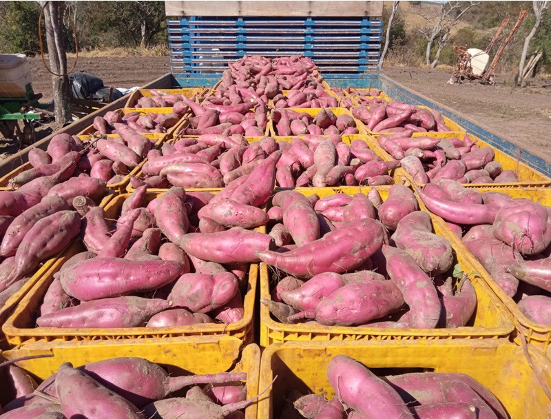 Um dos lotes de batata-doce doados em prol das obras do santuário