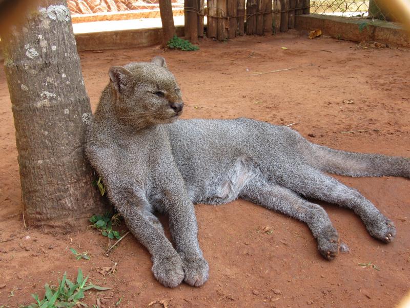 Logan chegou ao zoológico da Cidade da Criança em 2006