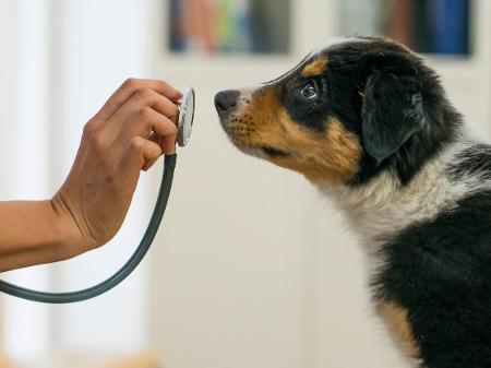 “Samu Pet” é adaptado para realizar pequenos procedimentos em cães e gatos