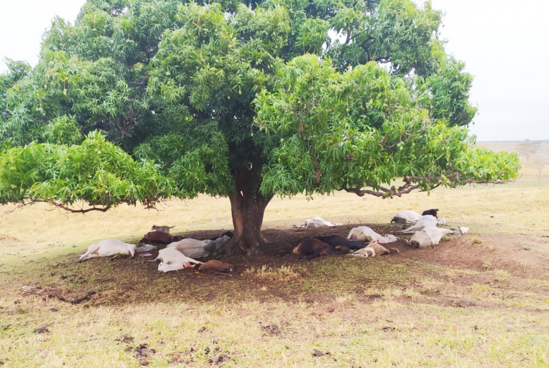 Catorze cabeças de bovinos estavam sob a árvore atingida por raio