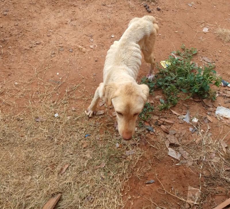 Cachorro passou por atendimento médico veterinário no CCZ de Prudente