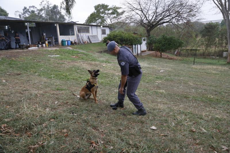 Treinamento com os cães começa logo cedo