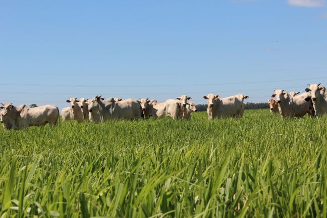 Produto pode ser usado em diversos tipos de semeadoras (a lanço ou em linha) e mais resistência a pequenos impactos