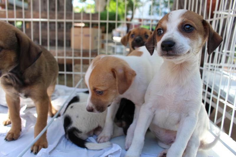 Animais disponíveis estarão devidamente vacinados e vermifugados