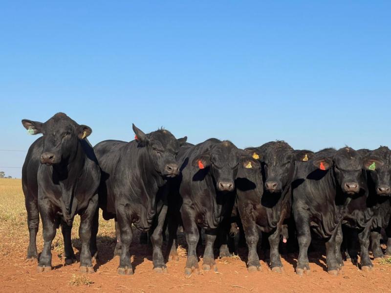 Montante negociado chegou a R$ 4,1 milhões; já a média para touros foi de R$ 25,6 mil e, para fêmeas, R$ 13,9 mil