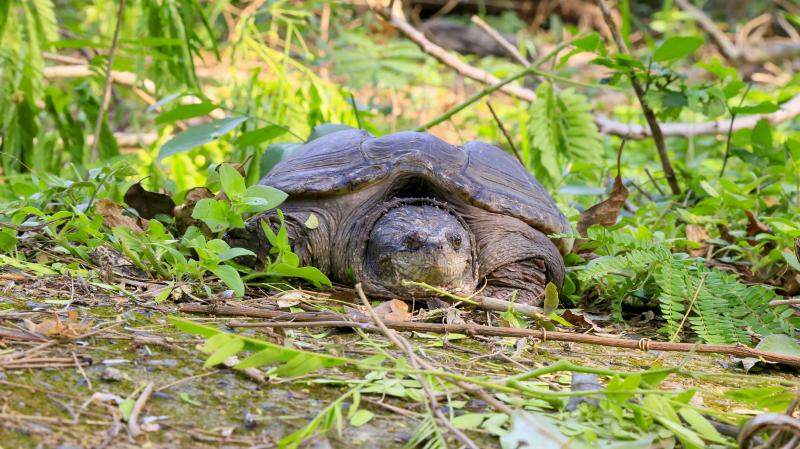 Mordida da tartaruga-mordedora pode ultrapassar 600 quilos