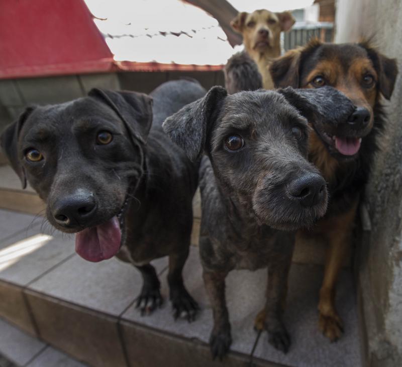 Texto determina obrigatoriedade de prestar socorro aos animais atropelados no município