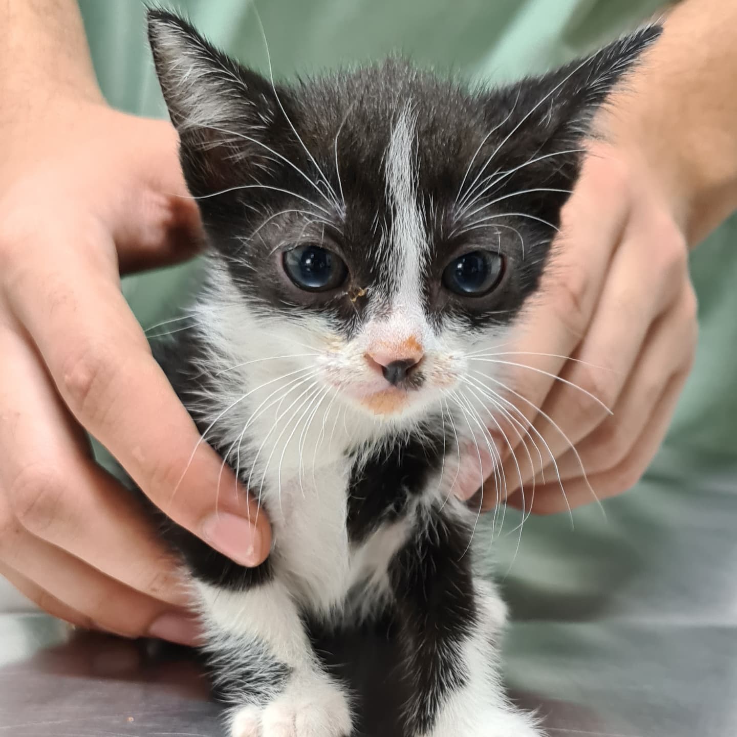 Feira busca estimular posse responsável de animais