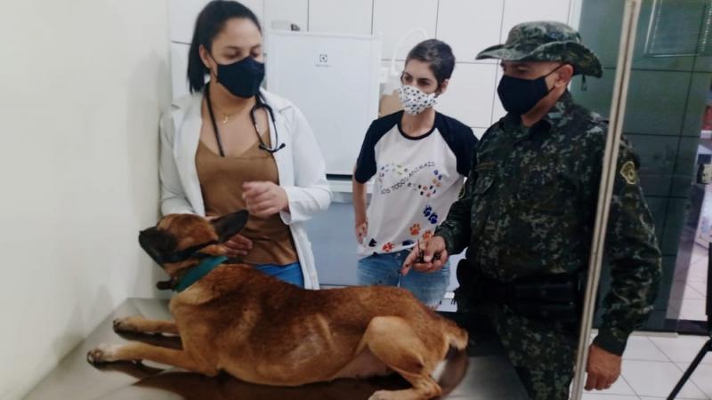 Animal foi levada à clínica veterinária, onde está internada recebendo tratamento
