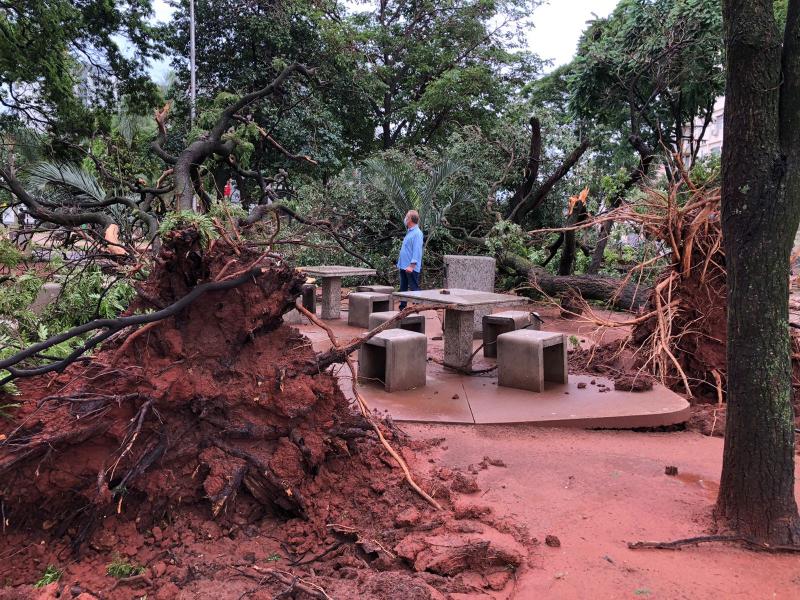 Algumas árvores caídas obstruíram vias total ou parcialmente