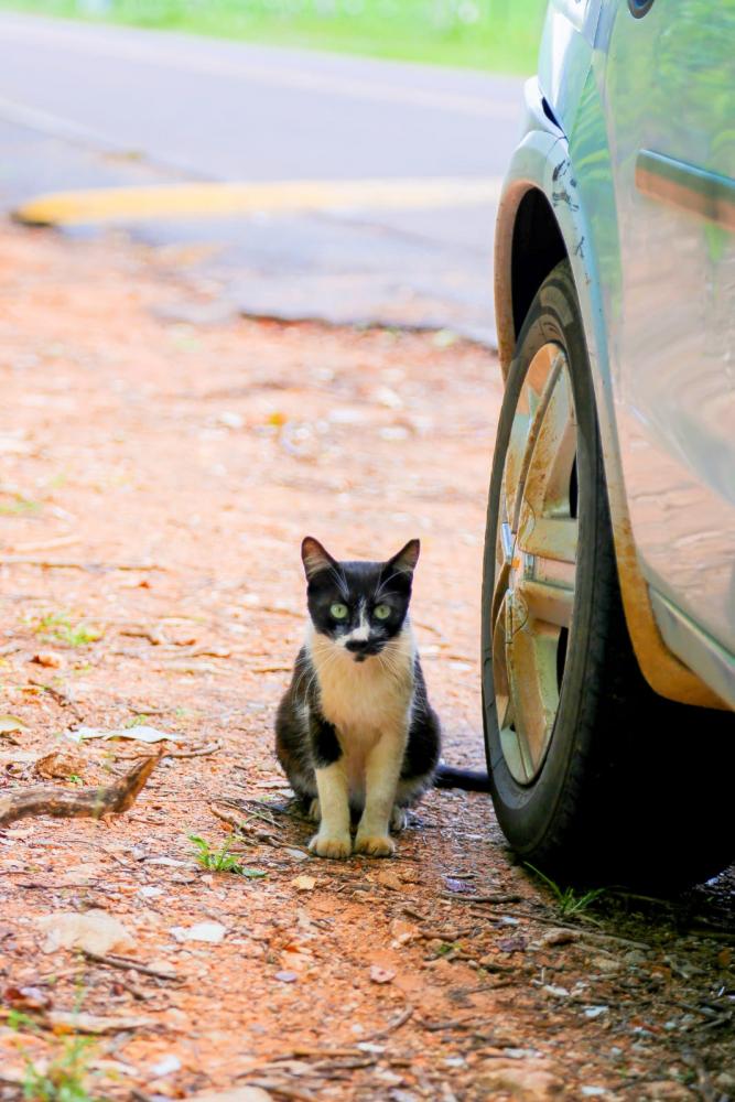 População de felinos tem crescido exponencialmente devido ao abandono