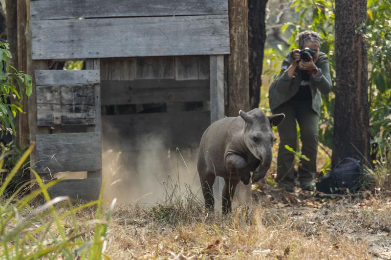 Conservacionista Patrícia Medici fotografa anta-brasileira no momento em que o animal sai da armadilha de caixa onde foi capturada para a coleta de materiais biológicos para estudos de saúde e genética