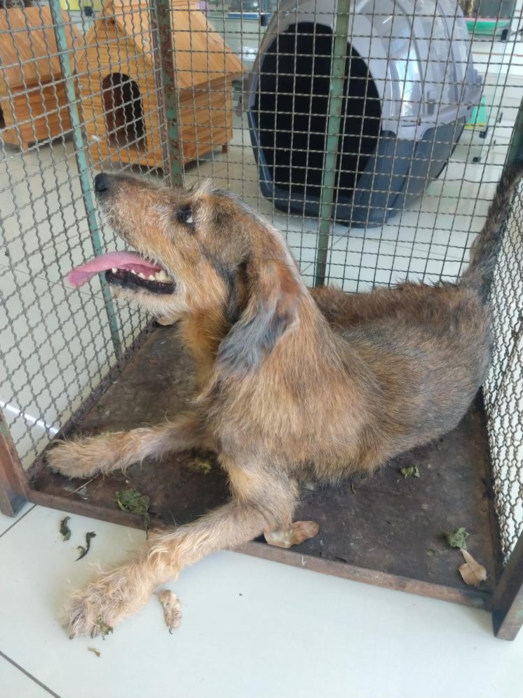 Cachorro estava todo molhado de urina, “chorando” de dor por ter sido atropelado dias atrás